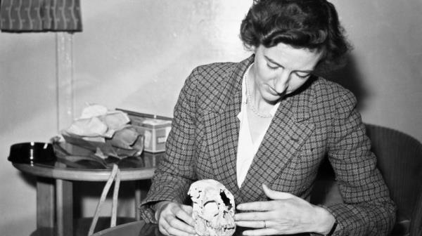 Mary Leakey with the skull of a small primate, circa 1940